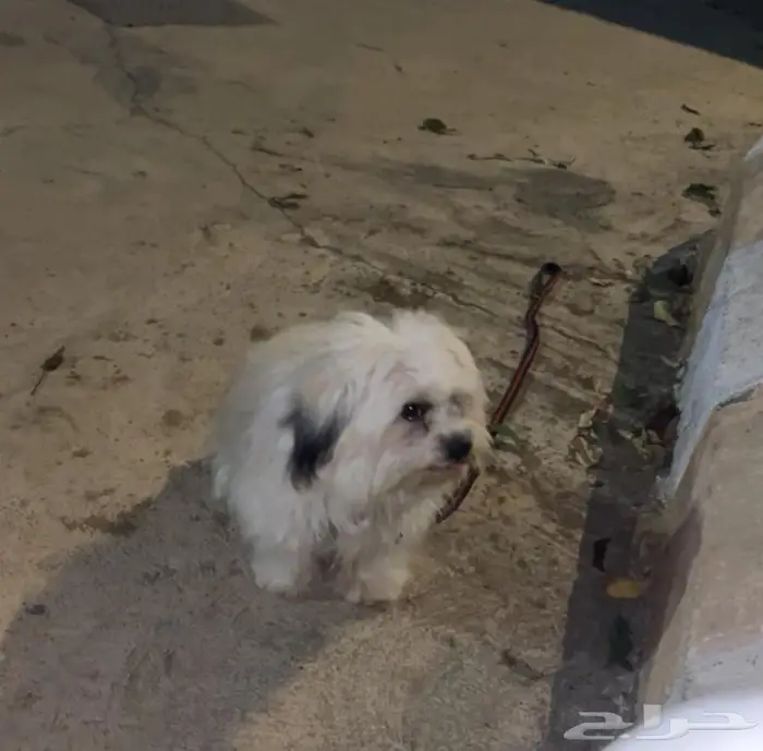 ذكر مالتيز للبيع متطعم ومعه جواز تطعيمات إذا قلتله sitيجلس 0