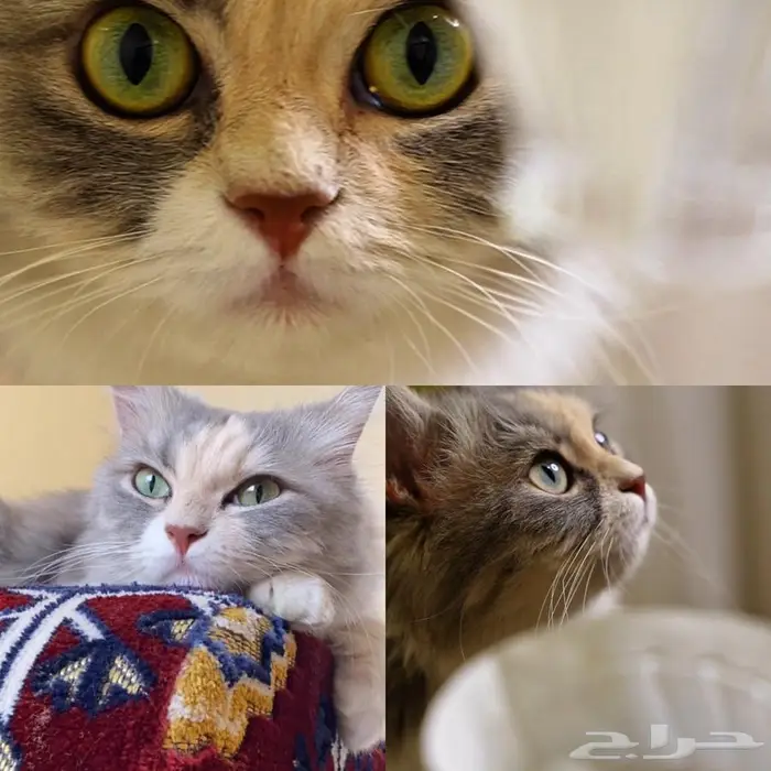 قطه لتبني العاجل 0