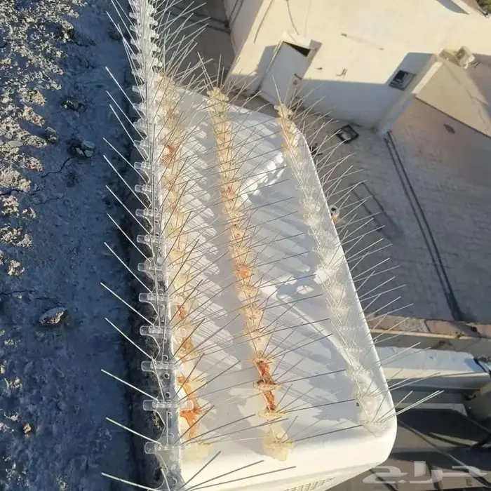 اشواك حمام بالمدينة 1