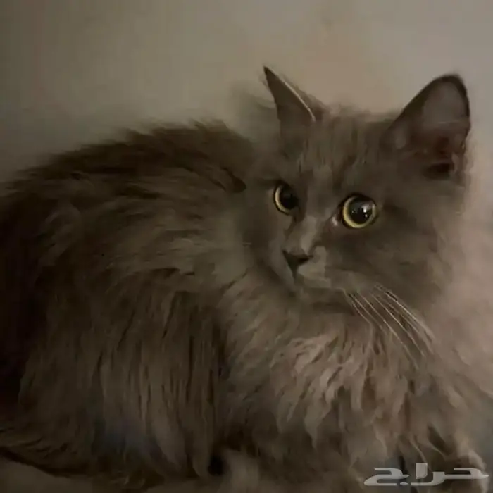 مجموعة قطط جميلة للتبني 3