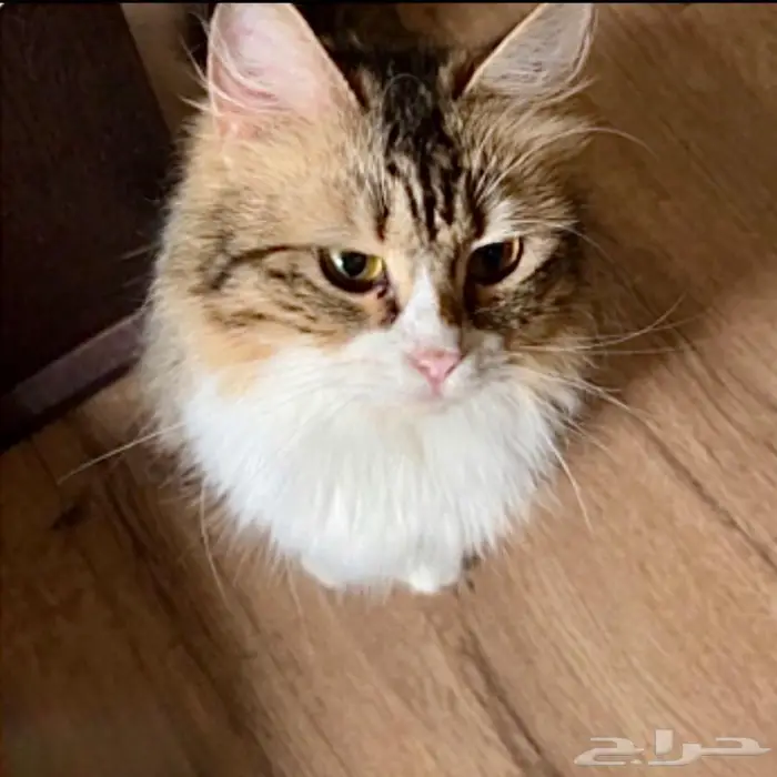 مجموعة قطط جميلة للتبني 1