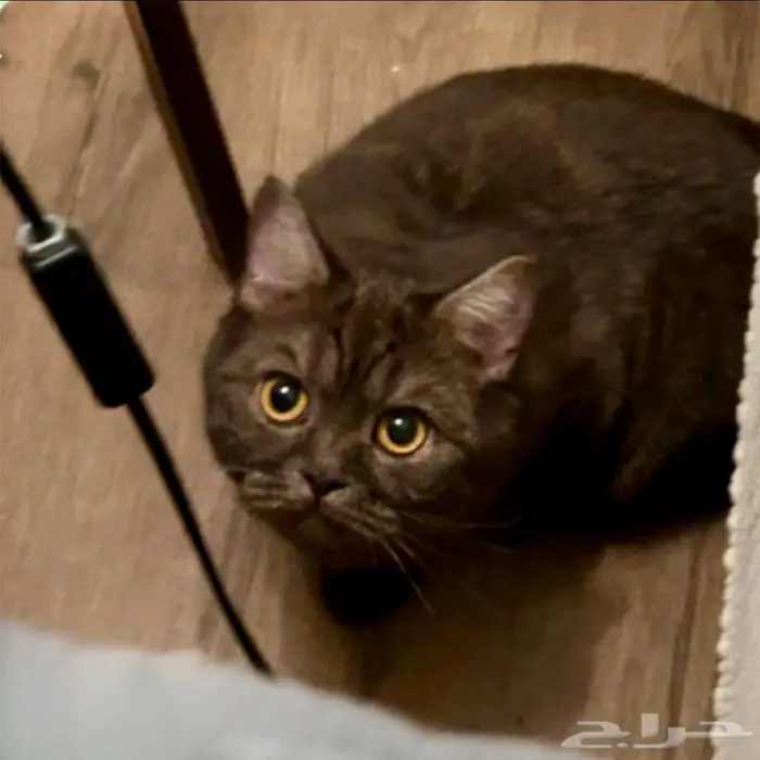 مجموعة قطط جميلة للتبني 0