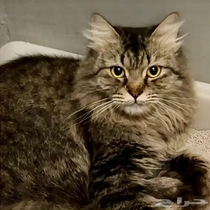 مجموعة قطط جميلة للتبني 2