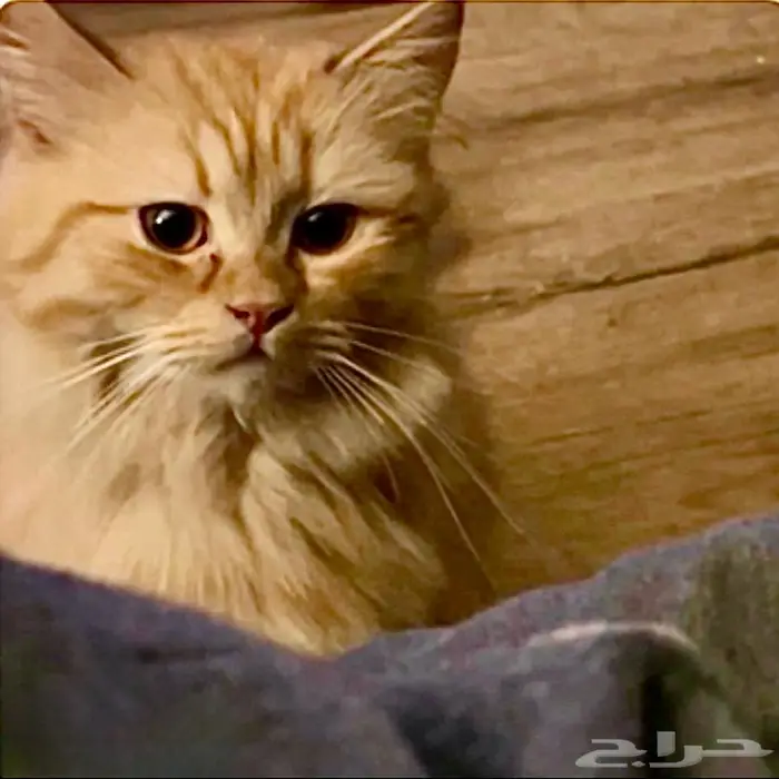 مجموعة قطط جميلة للتبني 4