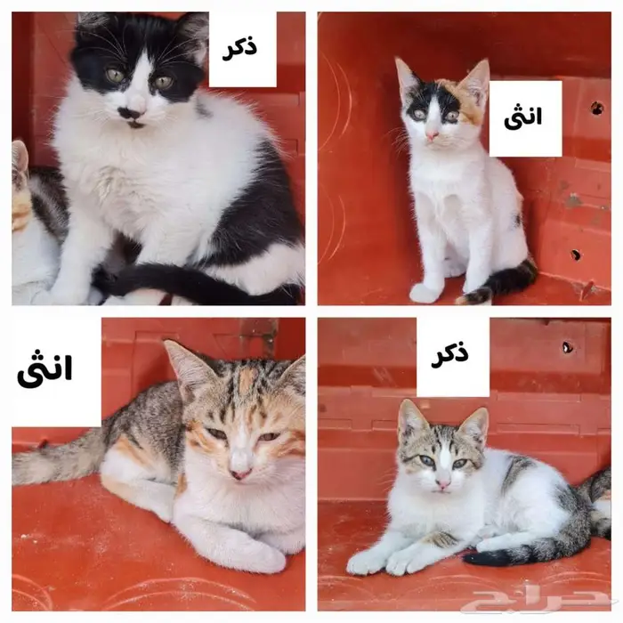 قطط للتبني 0