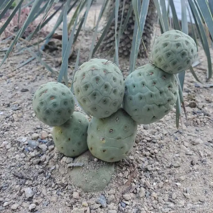 صبار طبيعي فاخر بأشكال نادرة لتزيين الحدائق والمنزل 34