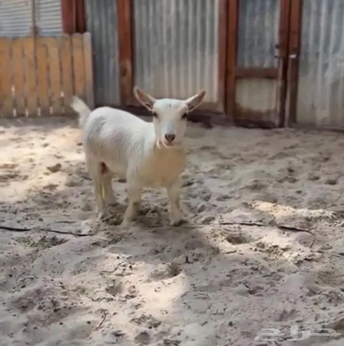 ماعزم قزم بيور انثى 0