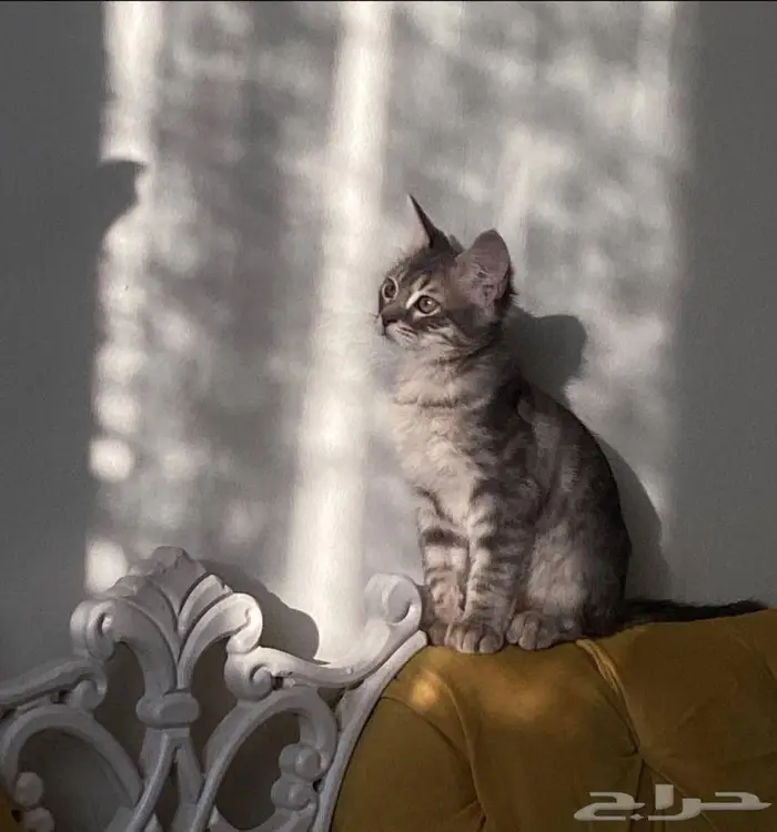 حيوانات قطط 2