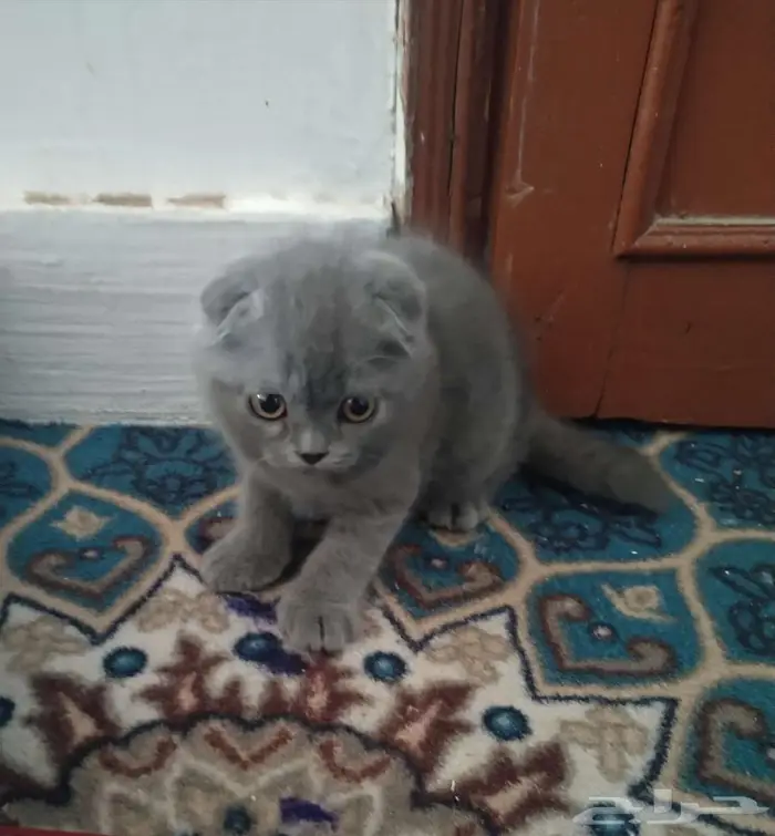 قطه سكوتش للتبني 0