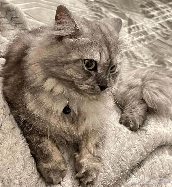 قط شيرازي لتبني جميع ملحقاته مطعم جميع التطعيمات 1