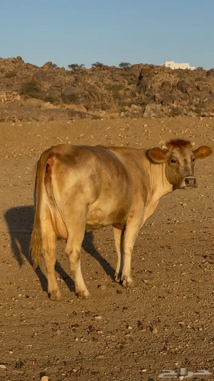 بقره سويسريه رباع دافع قروب 2