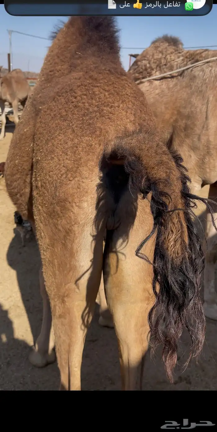 قعود ساحلي مقفل شحم للبيع 3