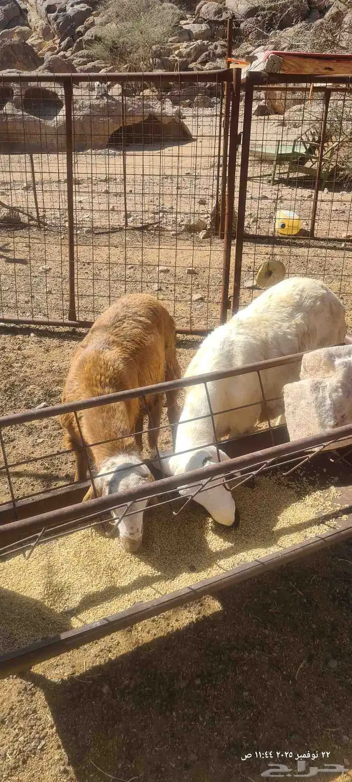 طليان سواكن تربيه في البر 0