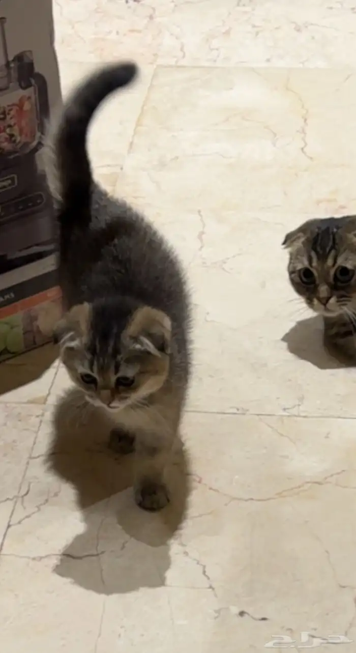 قطط سكوتش فولد للبيع 4