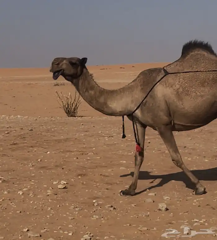 عشراء صفرا تحتها بكره 1