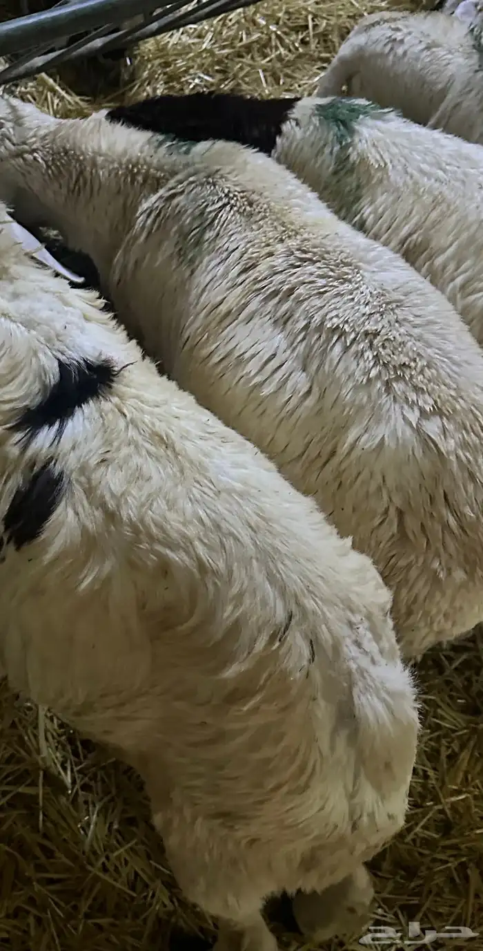 سواكن بيض تربيه 19