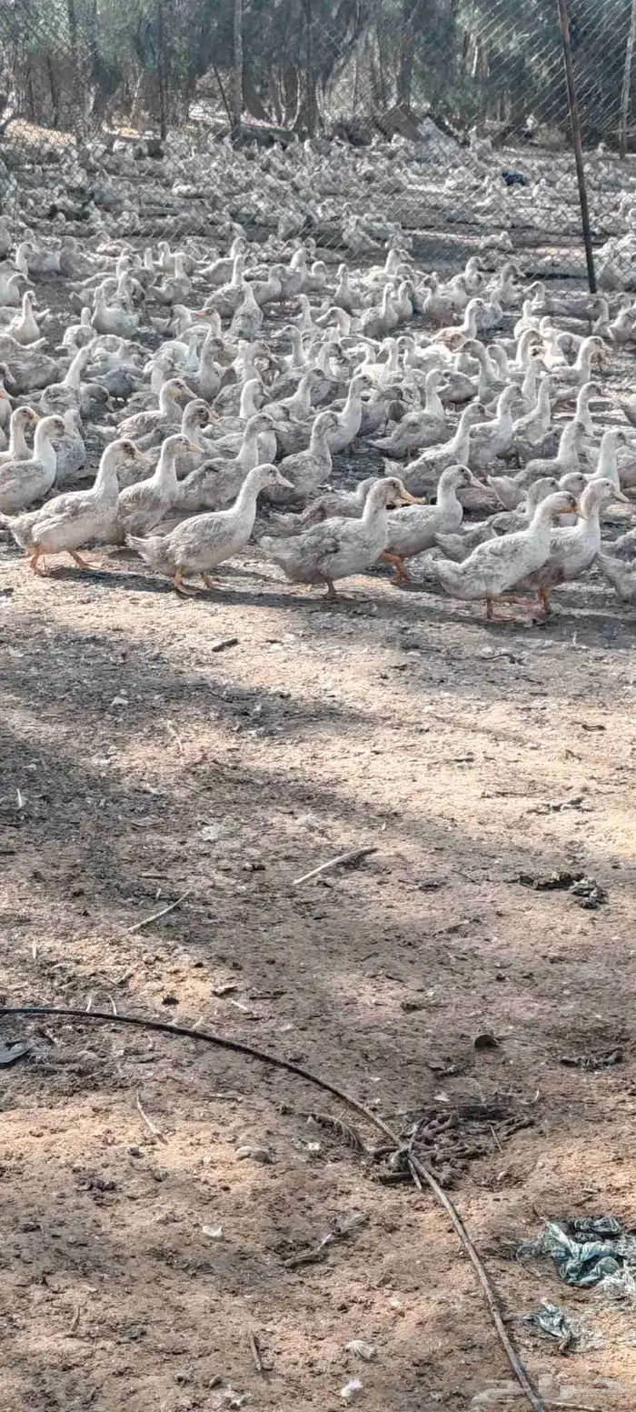 بط بكين عمر شهرين كميات فقط 2