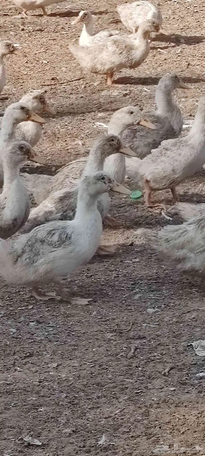 بط بكين عمر شهرين كميات فقط 1