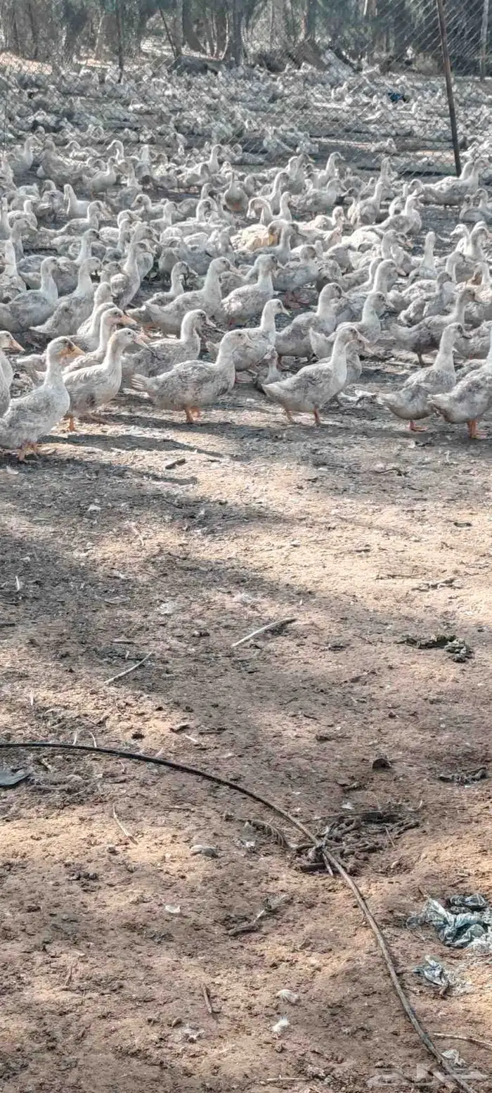 بط بكين عمر شهرين كميات فقط 4