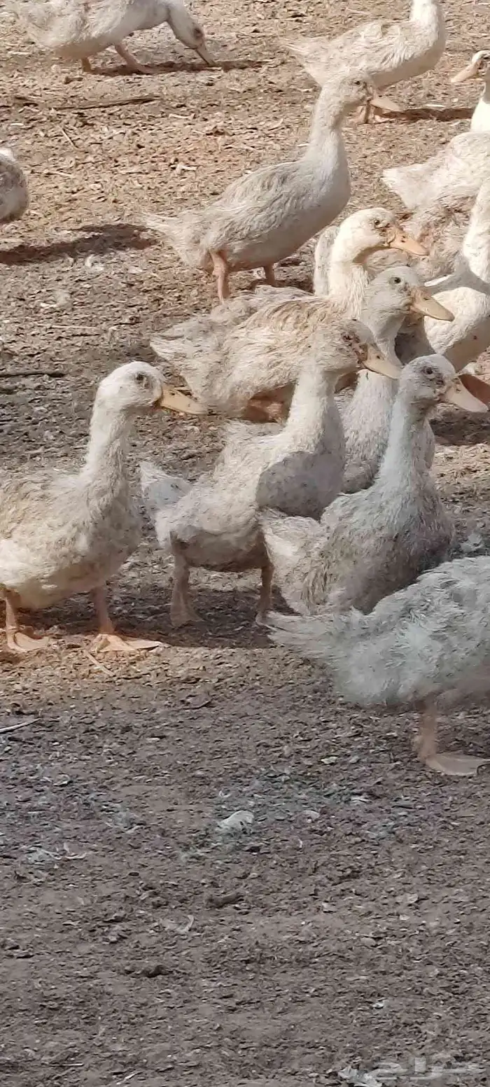 بط بكين عمر شهرين كميات فقط 3