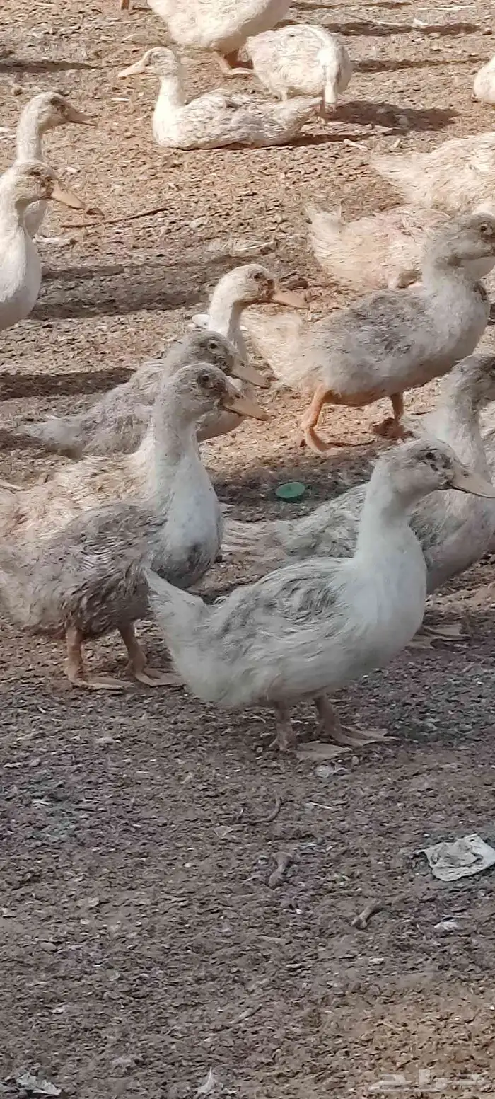 بط بكين عمر شهرين كميات فقط 0