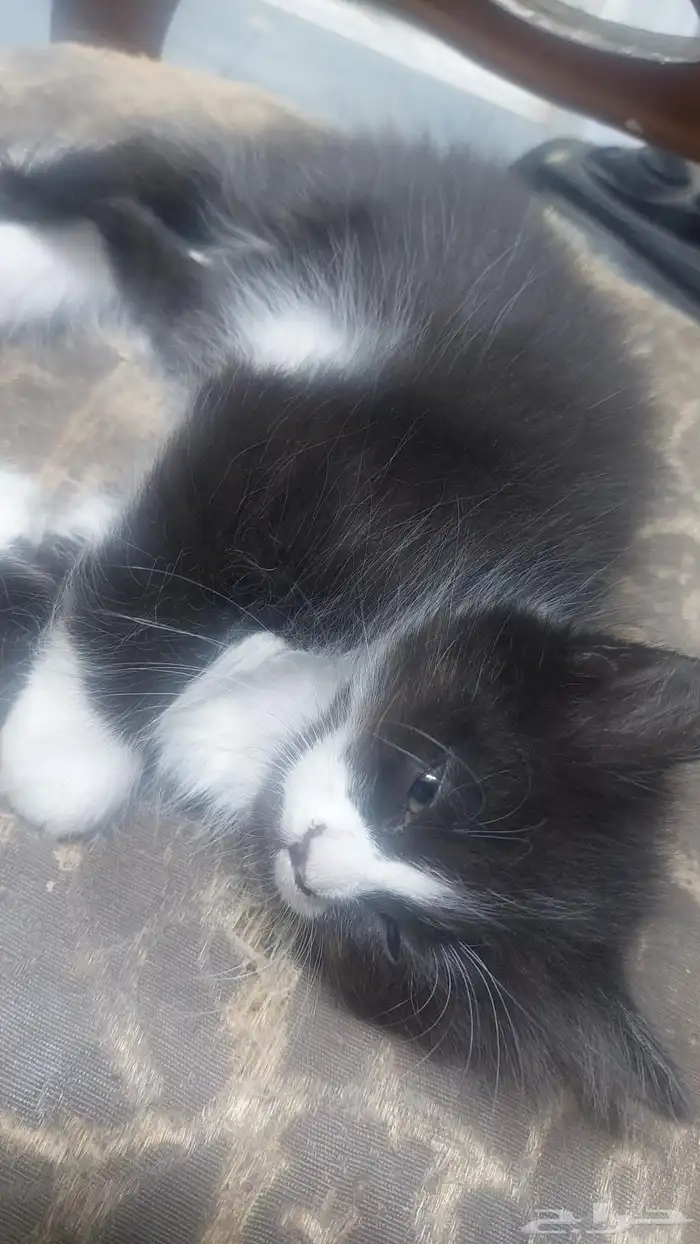 قطط انثى وذكر العمر شهرين و3أيام الام شيرازيه والاب همالايا 1