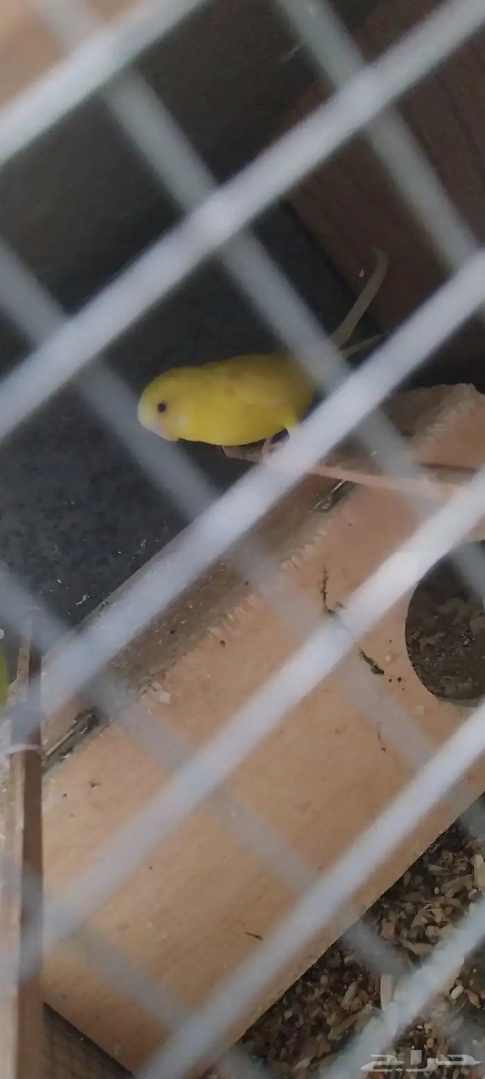 جوز بادجي منتج شبه اليف 0