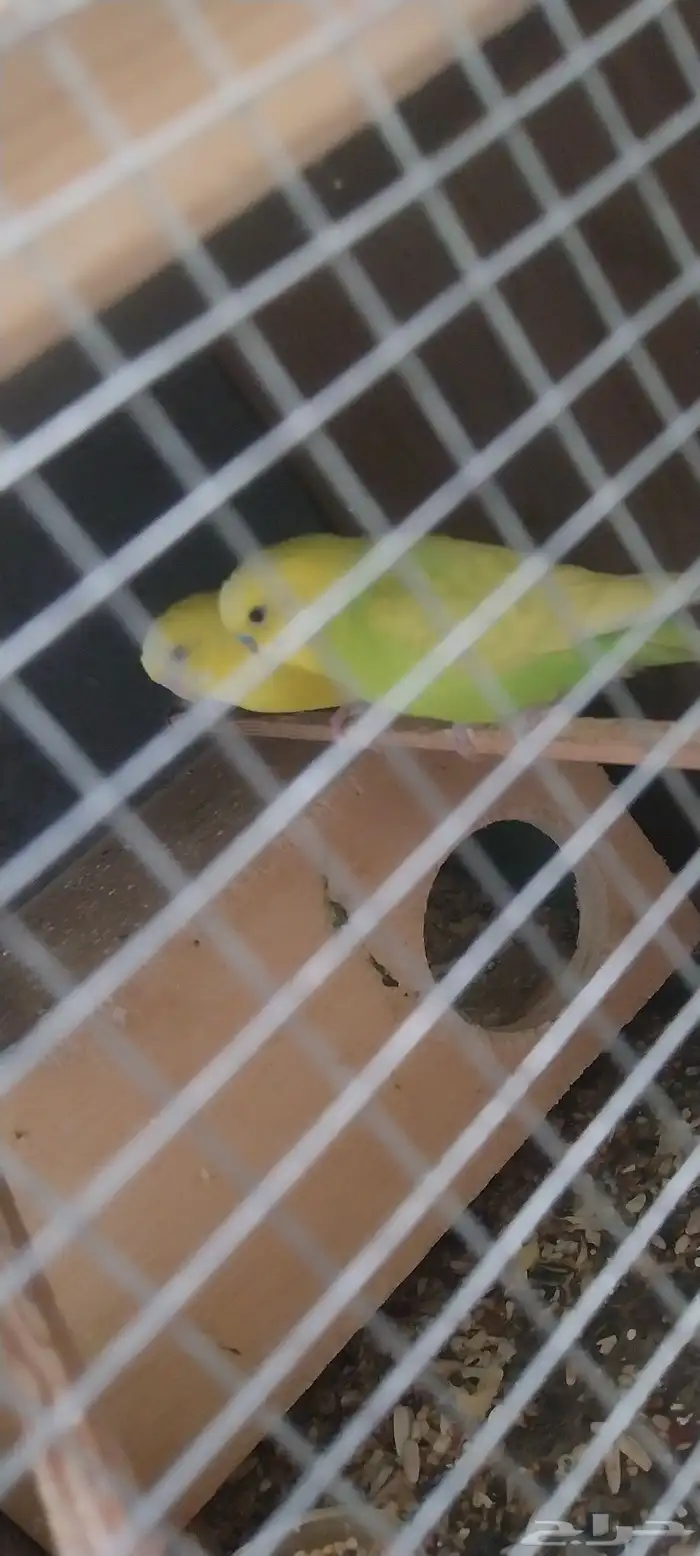 جوز بادجي منتج شبه اليف 1