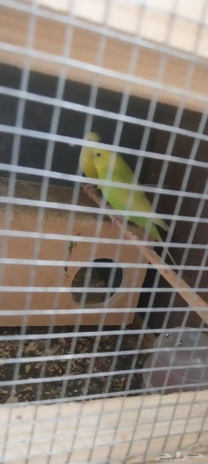 جوز بادجي منتج شبه اليف 3