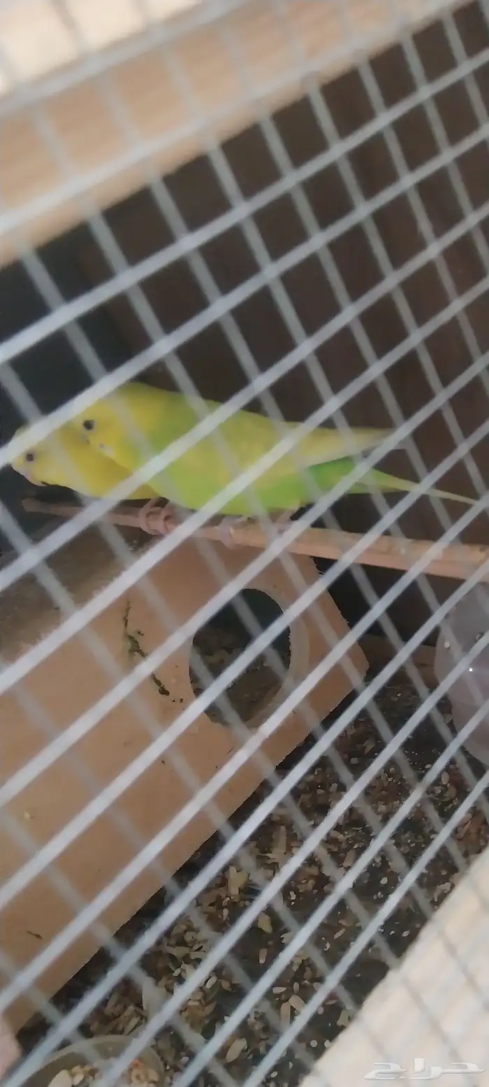 جوز بادجي منتج شبه اليف 4