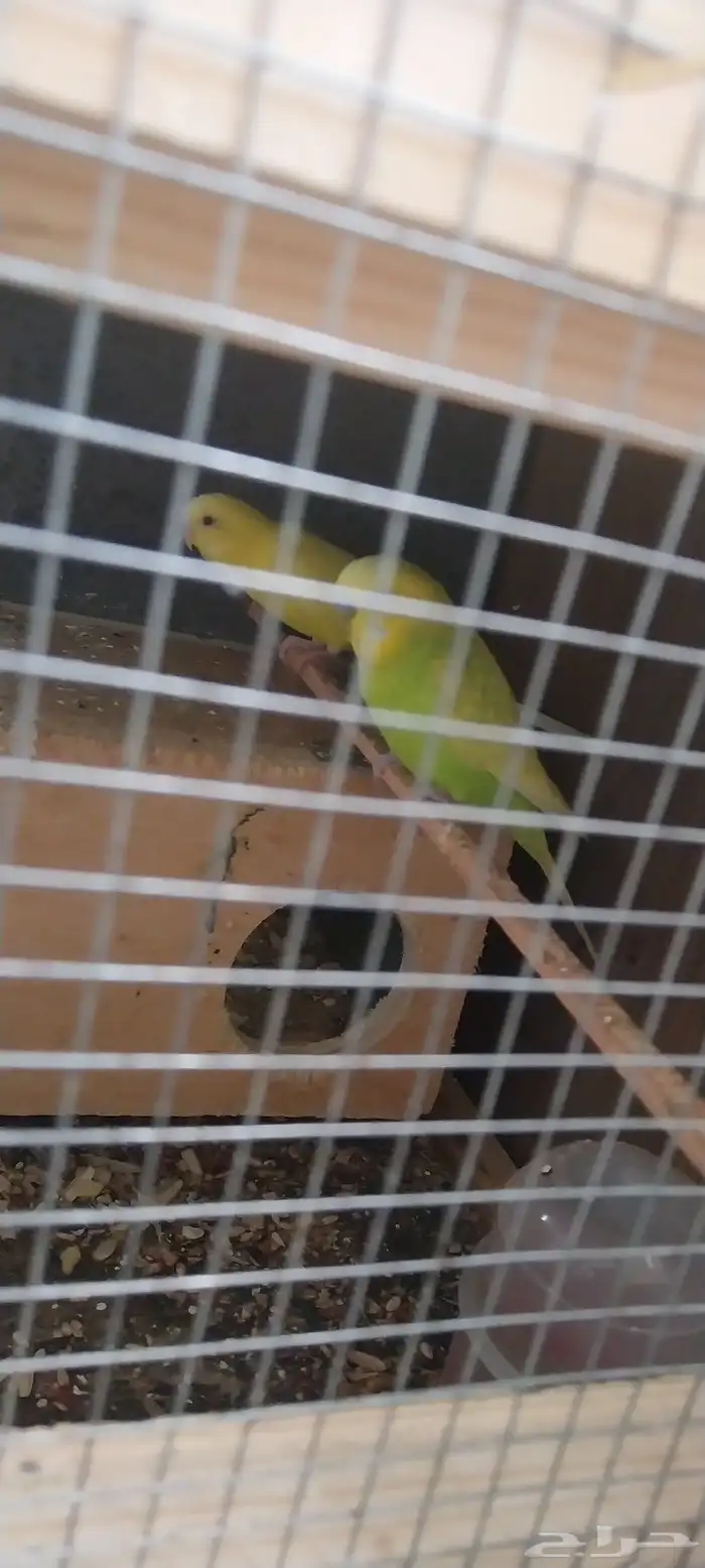 جوز بادجي منتج شبه اليف 2