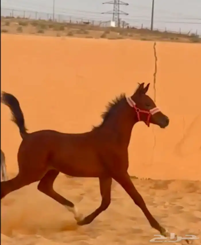 الفحل فيكتور الخالد متاح للتشبيه للواهو و الشعبي 9