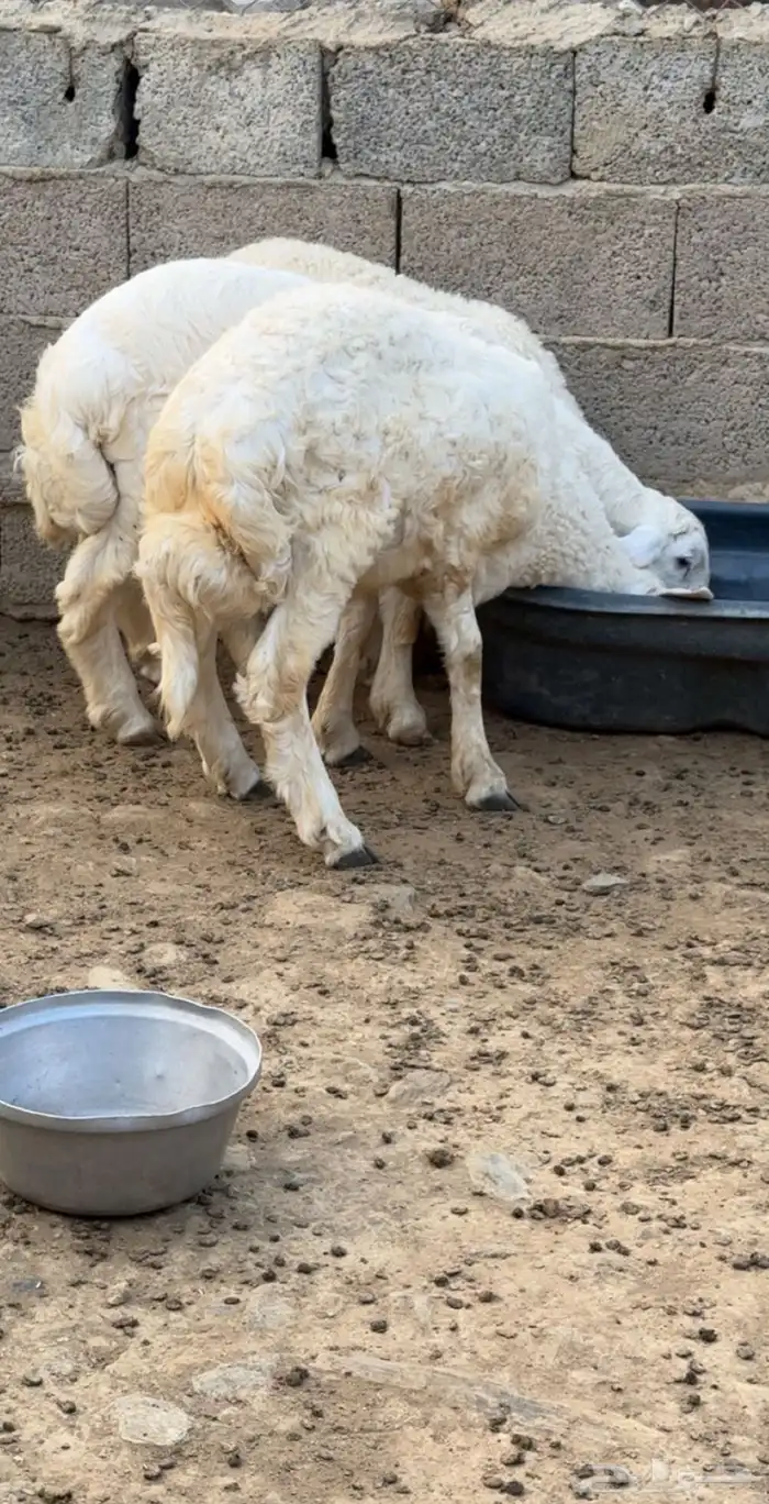 طليان عدد 8 0