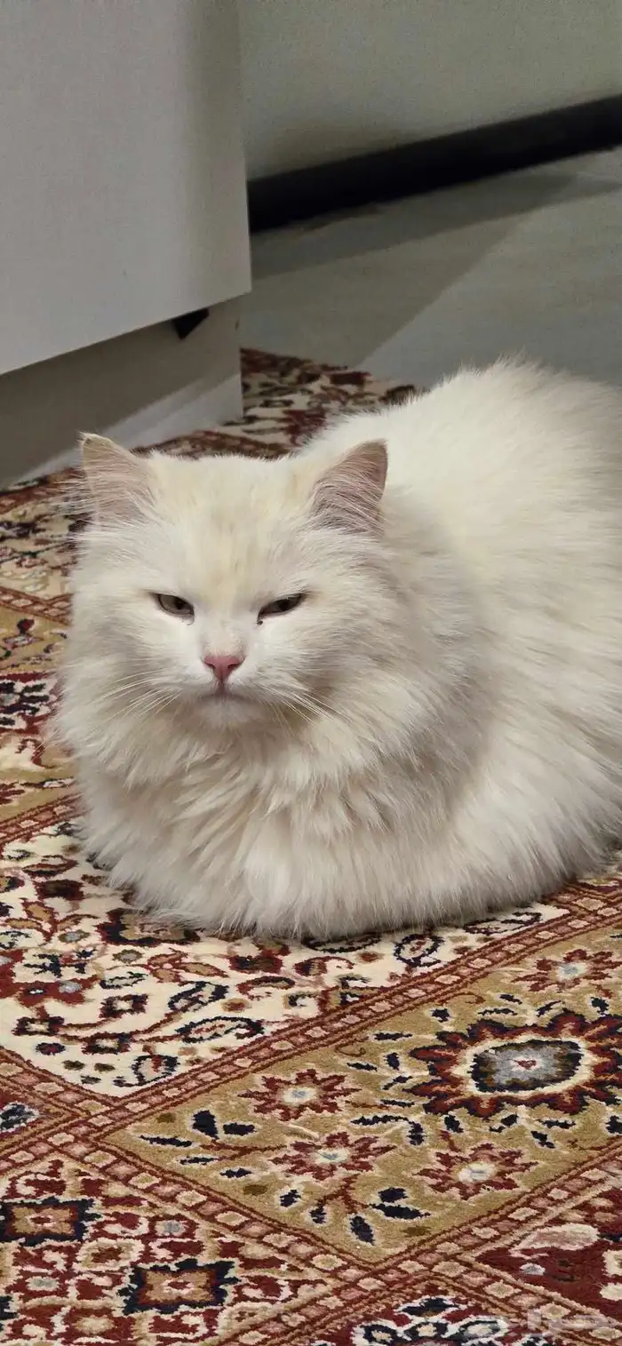 قطو شيرازي للبيع 2