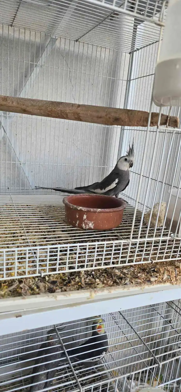 كرواون هولندي 5