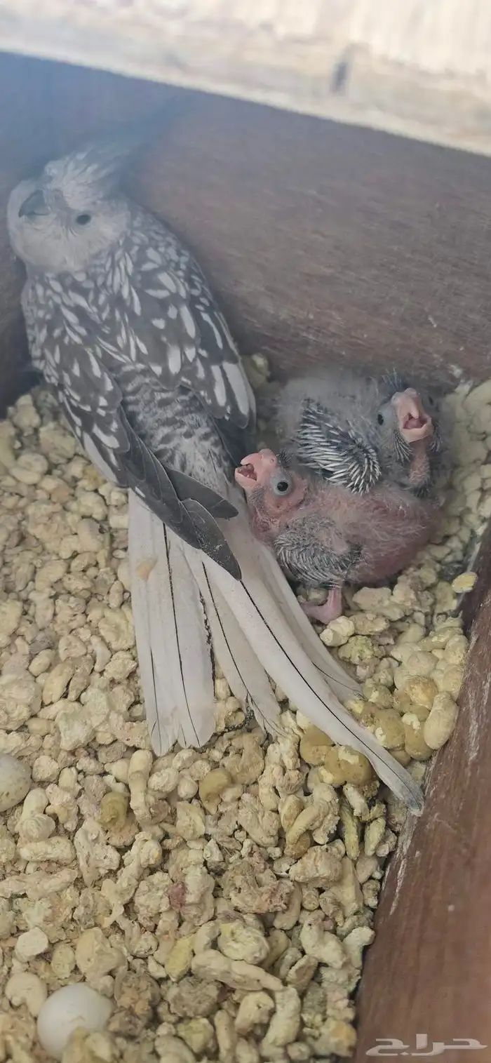 كرواون هولندي 4