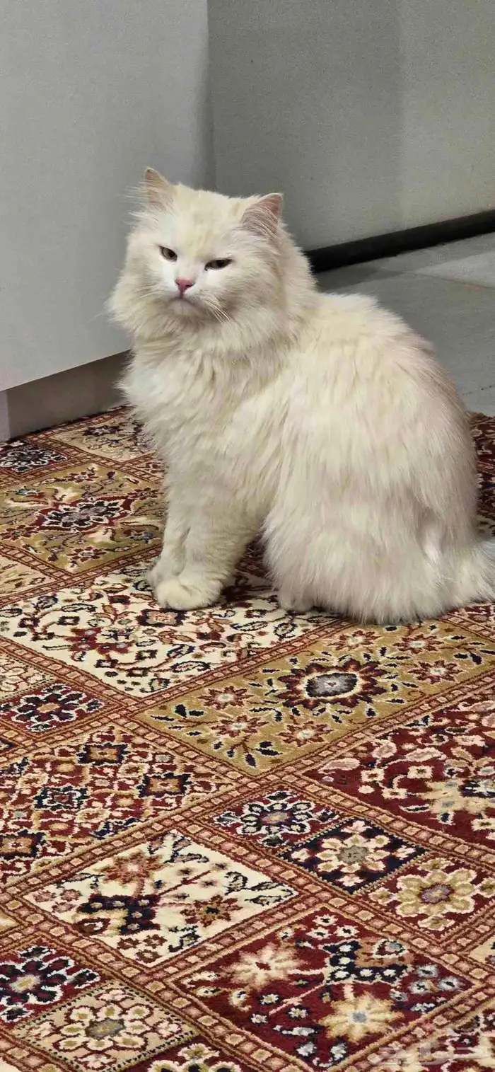 قطو شيرازي للبيع 1