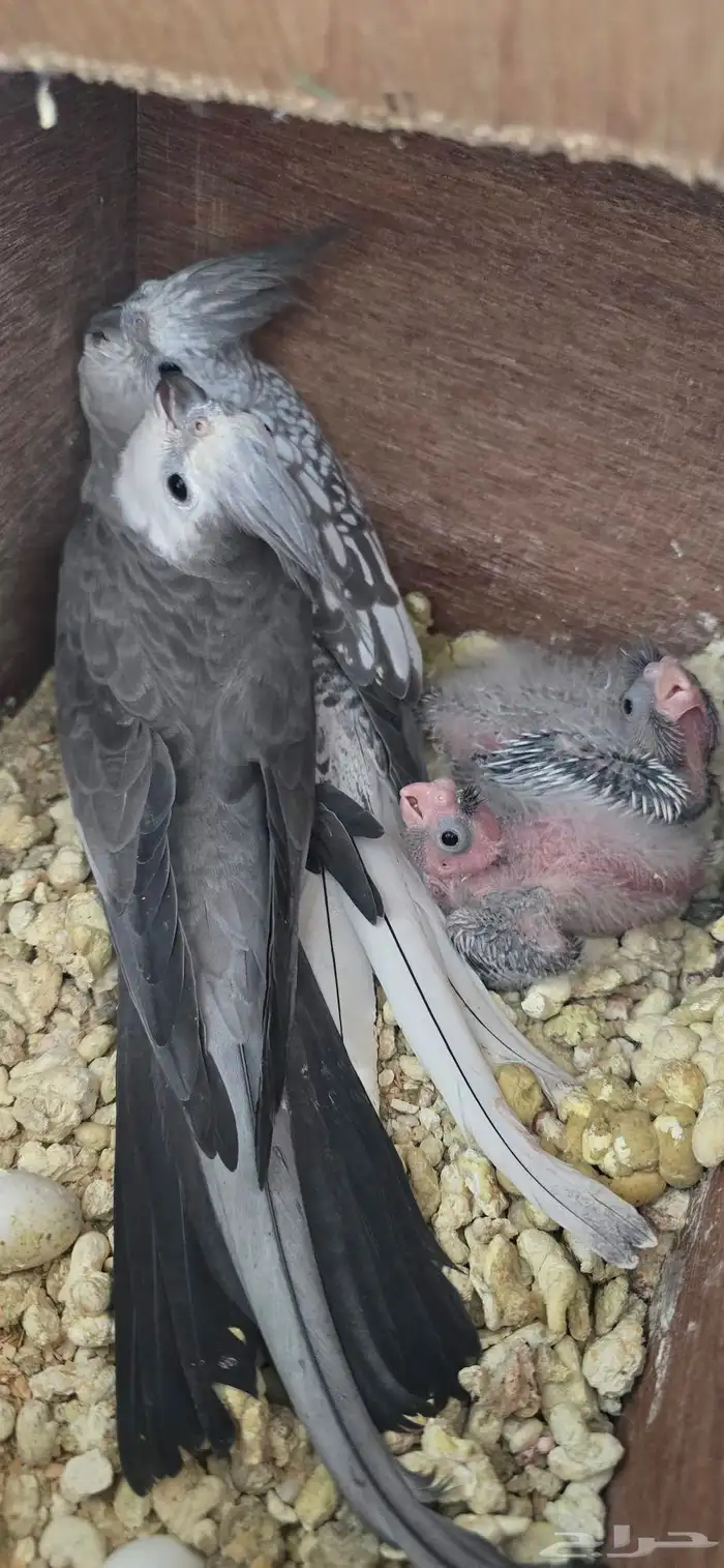 كرواون هولندي 0