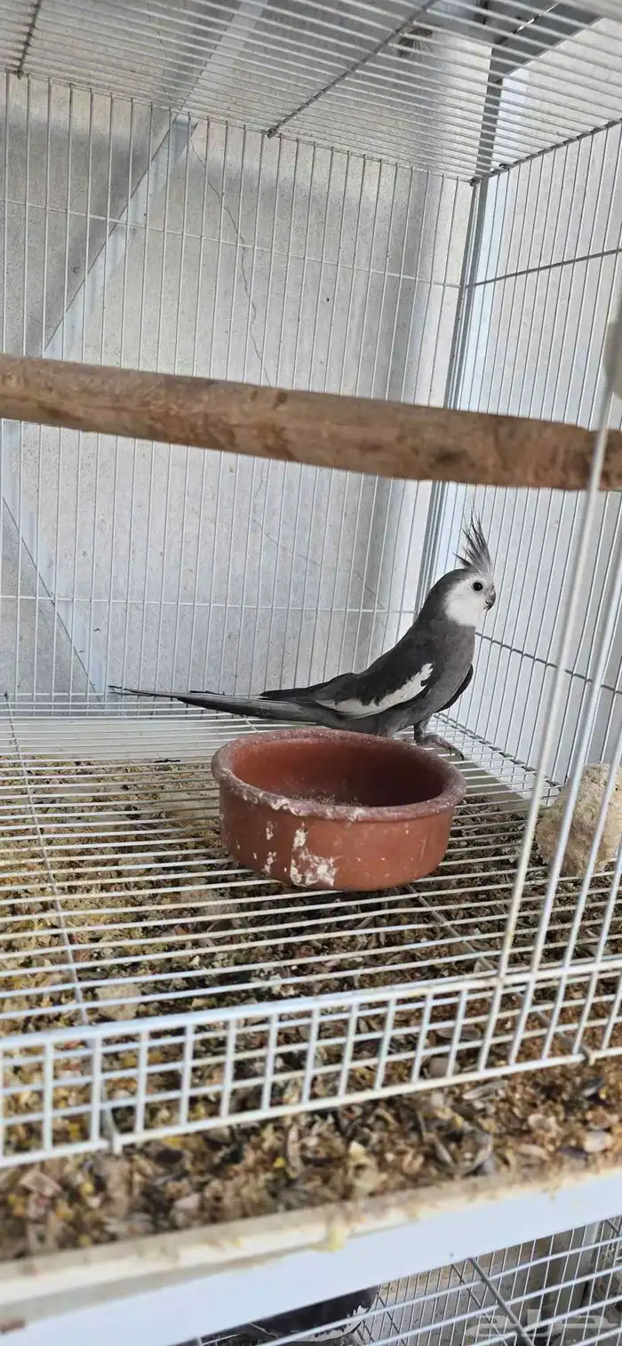 كرواون هولندي 1