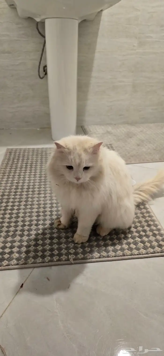 قطو شيرازي للبيع 0