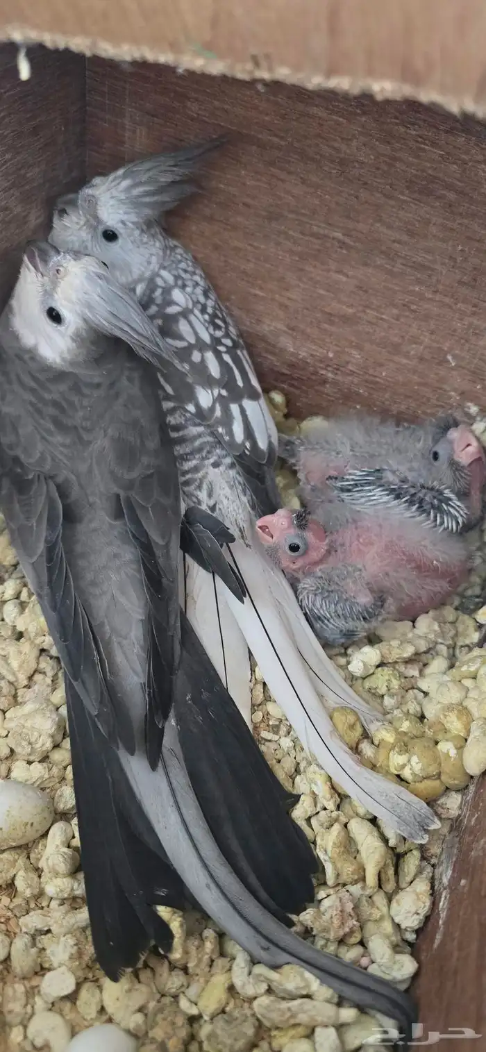 كرواون هولندي 2