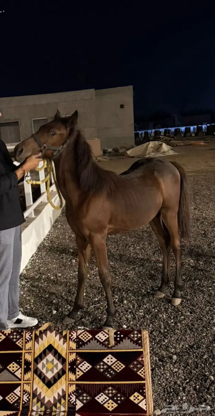 مهرة للبيع شعبي 3