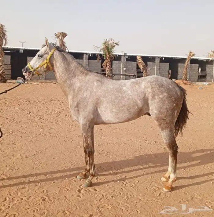 حصان صرعة عربي اصيل ابن مستند الخالدية 31