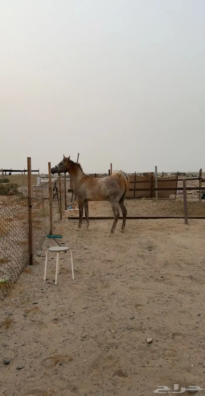 مهر شعبي شيخ 0