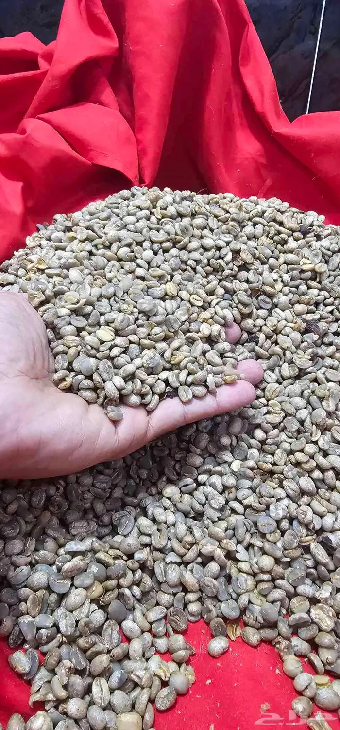 بن يمني حرازي تفاحي. من مزرعتي مربي على التربية التقليدية 2