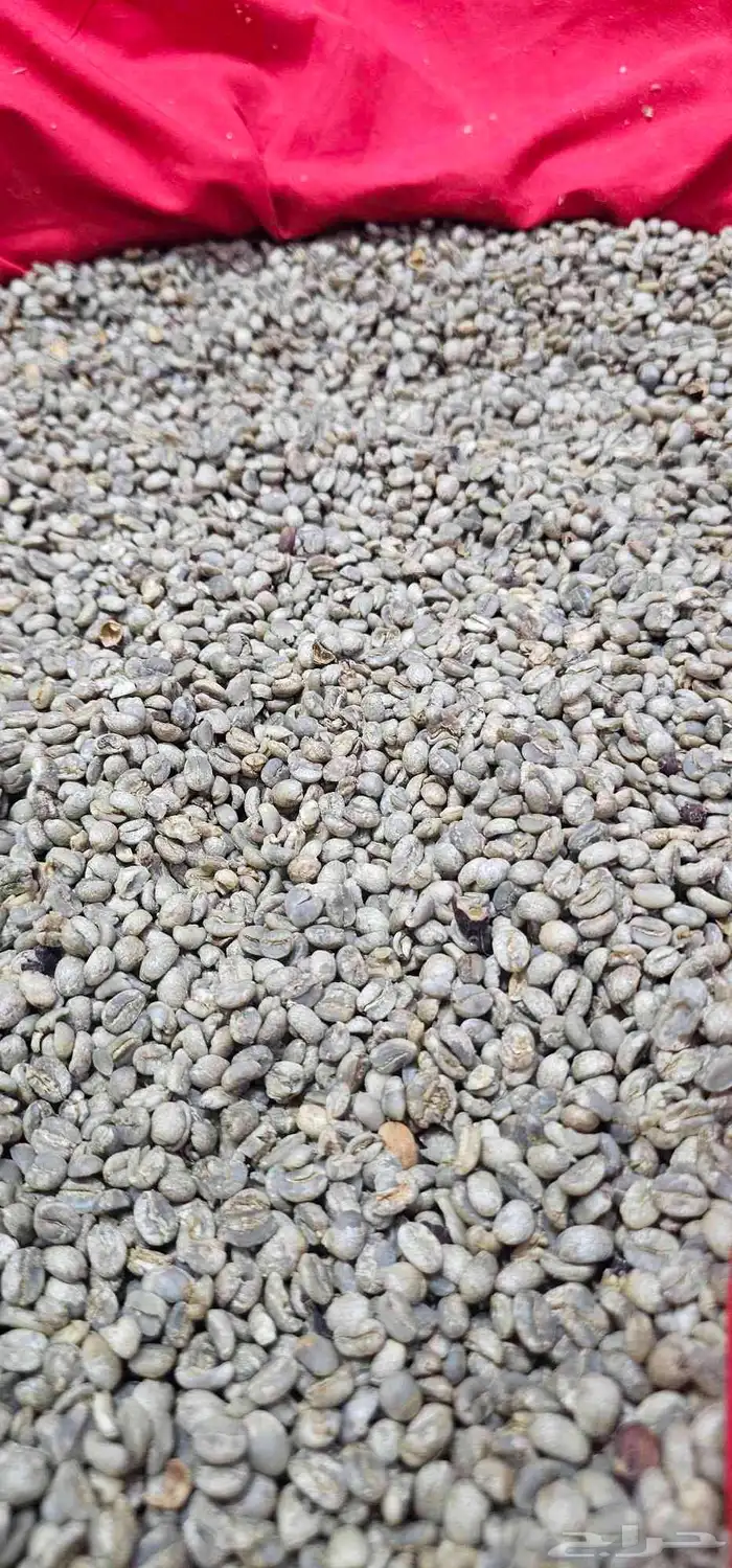 بن يمني حرازي تفاحي. من مزرعتي مربي على التربية التقليدية 0