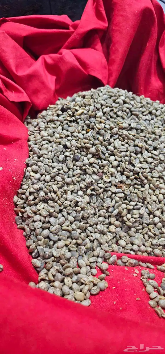 بن يمني حرازي تفاحي. من مزرعتي مربي على التربية التقليدية 1