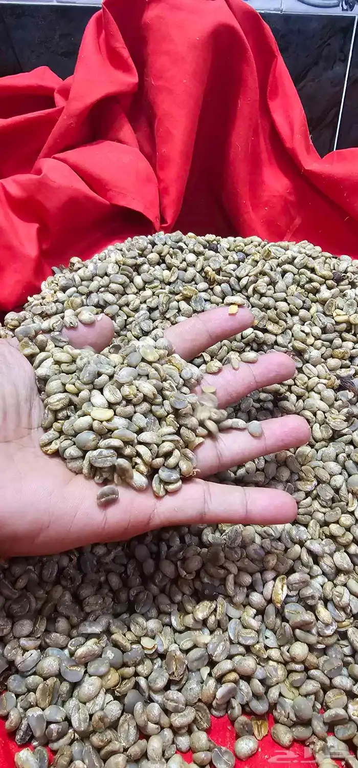 بن يمني حرازي تفاحي. من مزرعتي مربي على التربية التقليدية 3