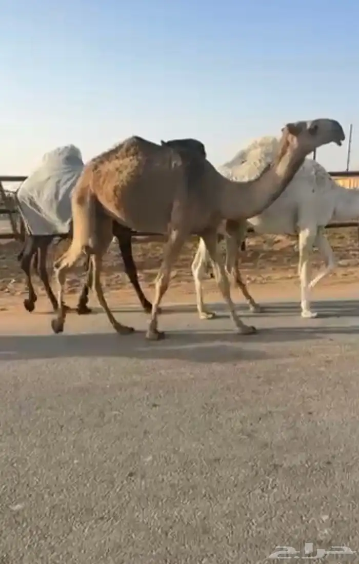 عوني منتج وأم البعير باتليه 5