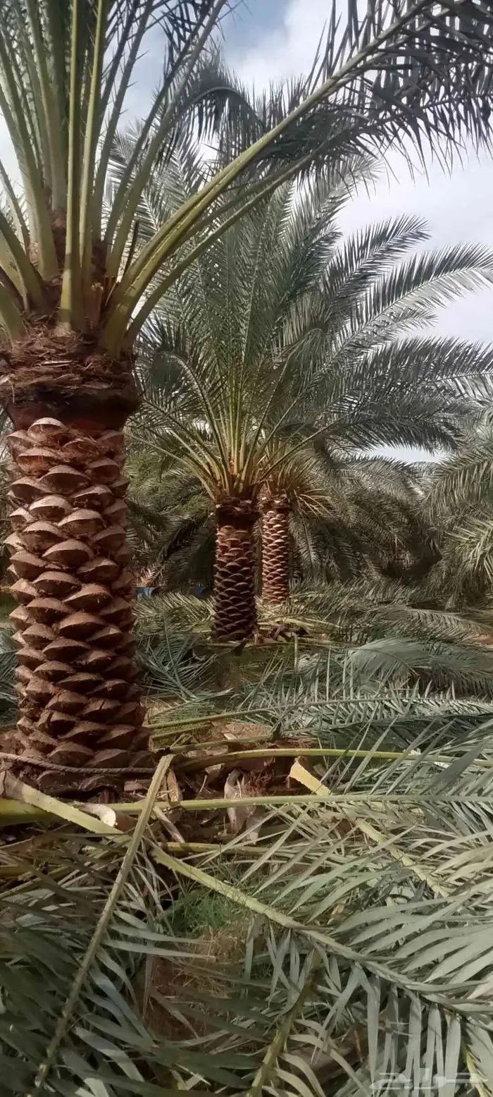 للبيع نخل 2